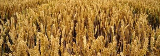 crops-banner