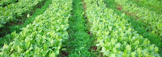 green-leaves